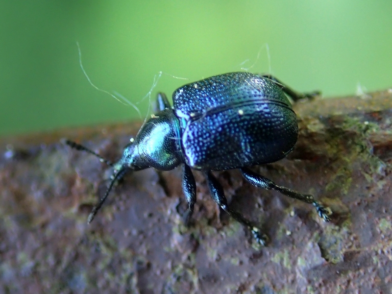 Byctiscus betulae, femmina